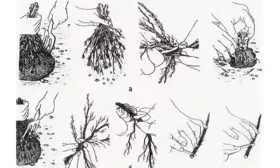 Корневые черенки