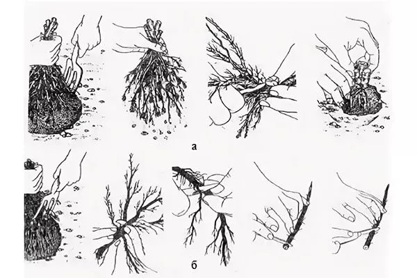 Корневые черенки