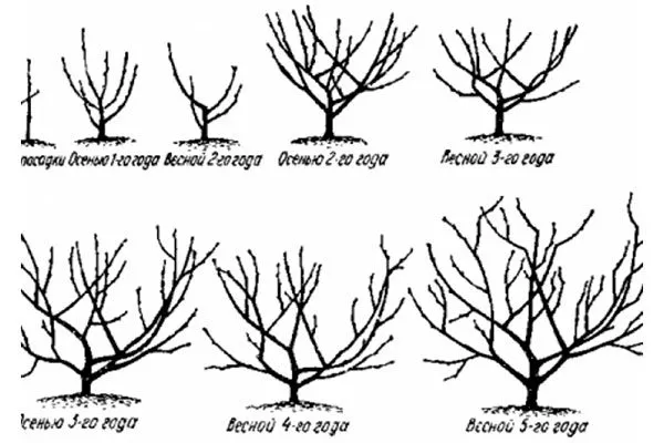 Формирование кроны