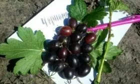 крыжовник Черномор