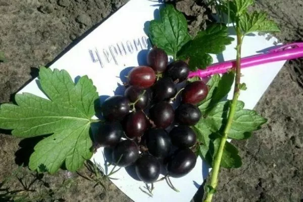 крыжовник Черномор