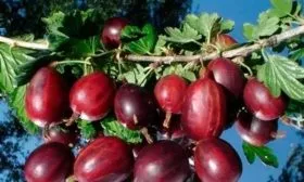 крыжовник Черносливовый