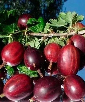 крыжовник Черносливовый