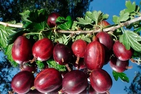 крыжовник Черносливовый