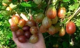 крыжовник Галатея