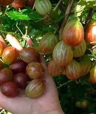 крыжовник Галатея