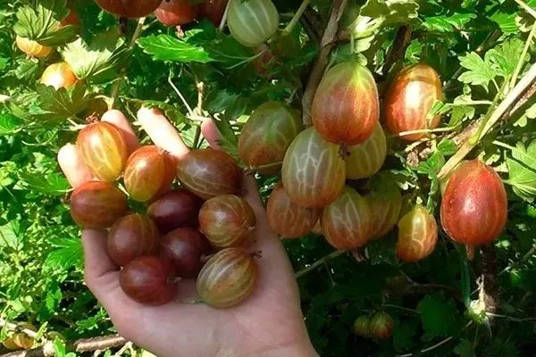 крыжовник Галатея