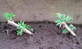 Крыжовник Конфетный черенкование