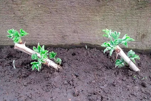 Крыжовник Конфетный черенкование