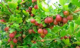 Крыжовник Конфетный куст