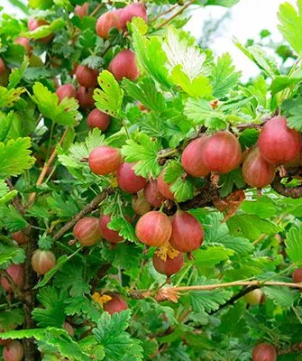 Крыжовник Конфетный куст