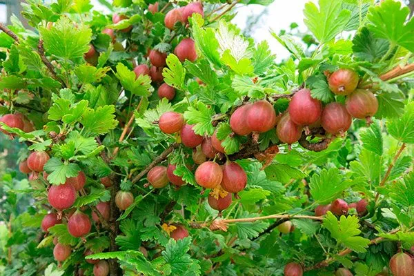 Крыжовник Конфетный куст