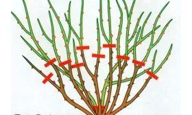 Крыжовник Конфетный обрезка осенью