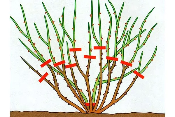 Крыжовник Конфетный обрезка осенью