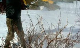 Крыжовник Конфетный ошпаривание