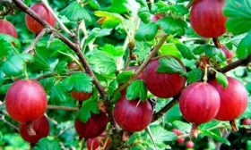 Крыжовник Конфетный плоды