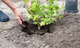 Крыжовник Конфетный посадка саженца