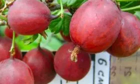 Крыжовник Конфетный размеры