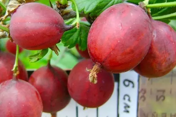 Крыжовник Конфетный размеры