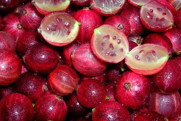 Крыжовник Конфетный ягоды