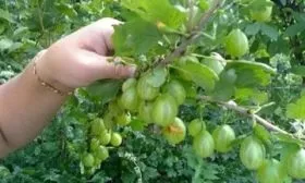 крыжовник Орфей