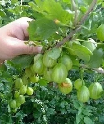 крыжовник Орфей