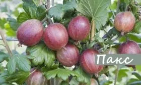 крыжовник Пакс