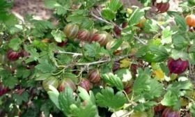 крыжовник Северный капитан