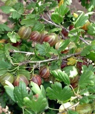 крыжовник Северный капитан