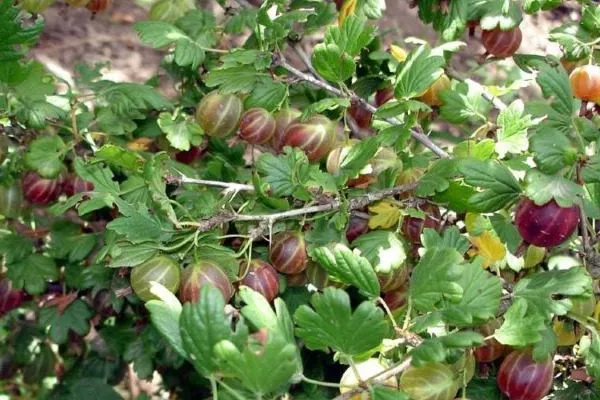 крыжовник Северный капитан