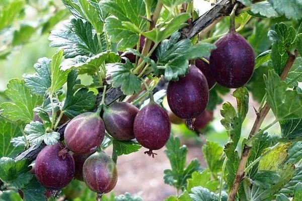 крыжовник Сливовый