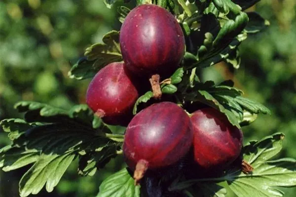 крыжовник сорта Черносливовый