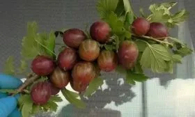 крыжовник сорта Галатея