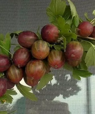 крыжовник сорта Галатея