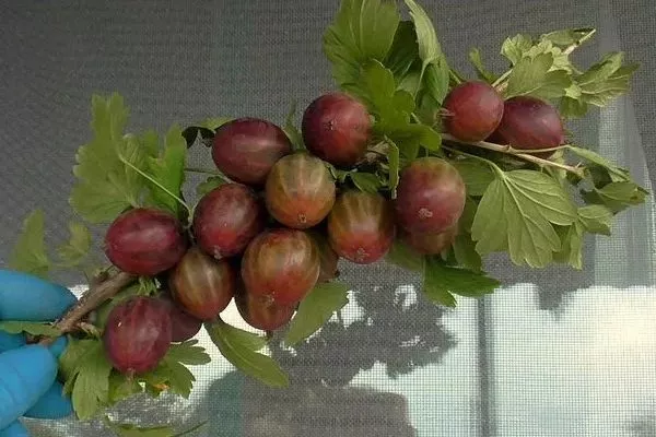 крыжовник сорта Галатея