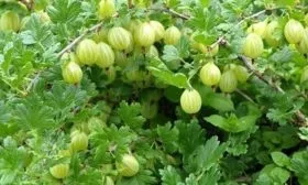 крыжовник сорта Юбилейный