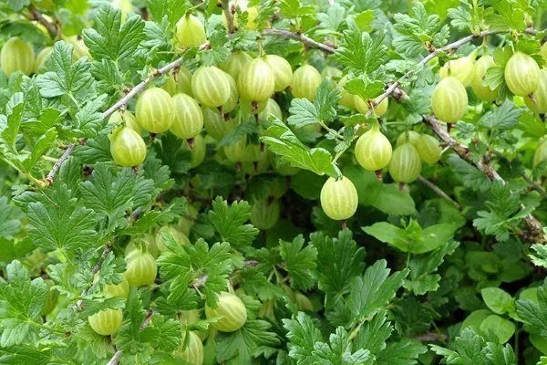 крыжовник сорта Юбилейный