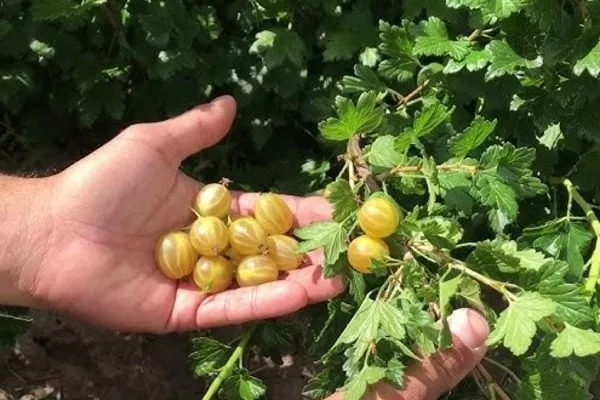 крыжовник сорта Янтарный