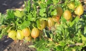 куст крыжовника сорта Янтарный