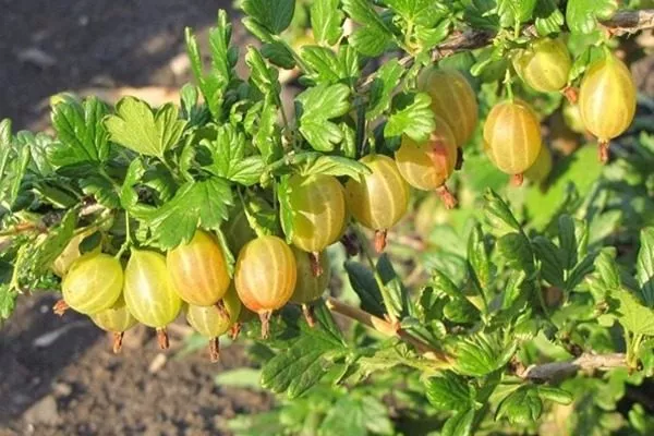 куст крыжовника сорта Янтарный