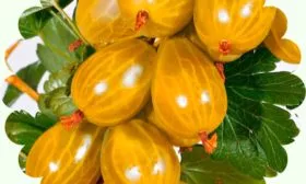 ягоды крыжовника Янтарный