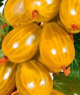 ягоды крыжовника Янтарный