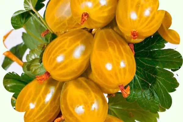 ягоды крыжовника Янтарный