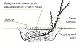 посадка крыжовника Янтарный, схема