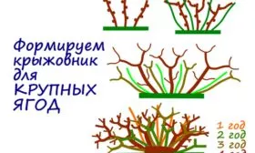 формировка крыжовника Янтарный