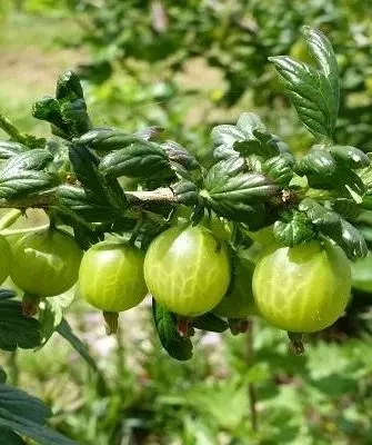 крыжовник Юбилейный