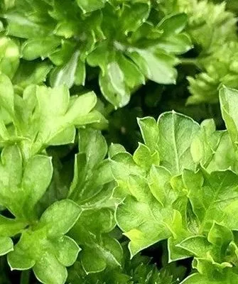 петрушка Кучерявец