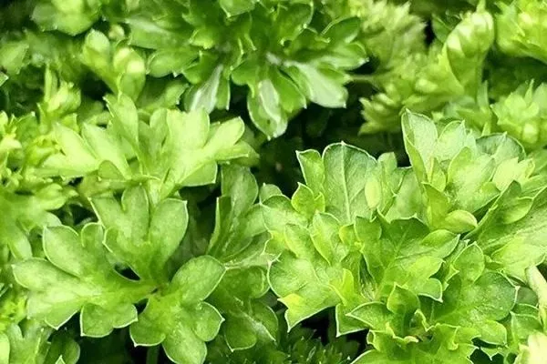 петрушка Кучерявец