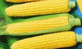 зёрна на початках Лакомки Белогорья