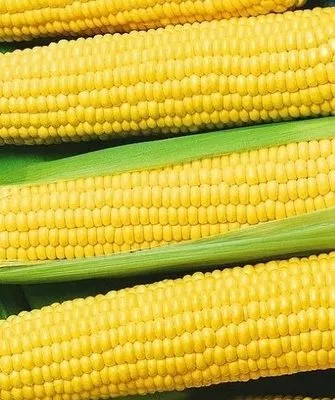 зёрна на початках Лакомки Белогорья